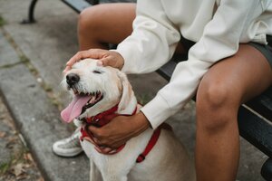 Les animaux en ville